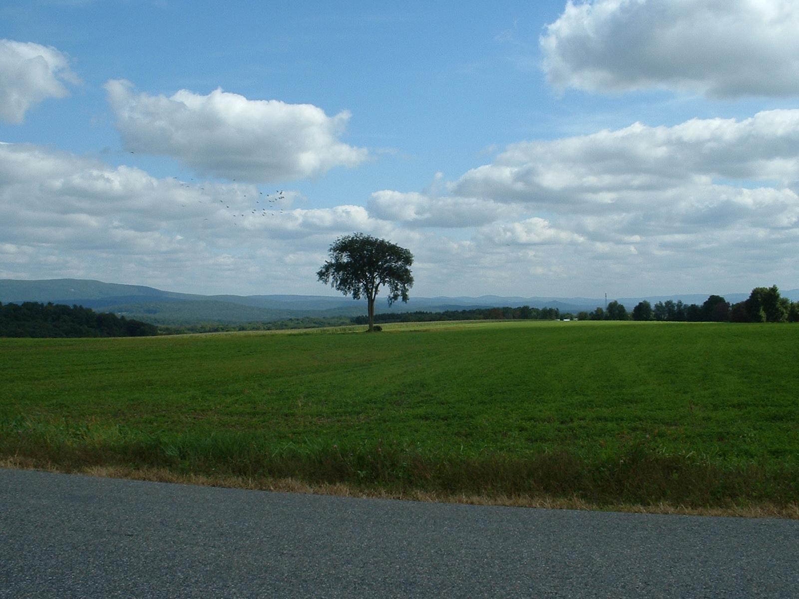 A lone tree on Egremont Plain, looking northeast toward the southern Berkshires.