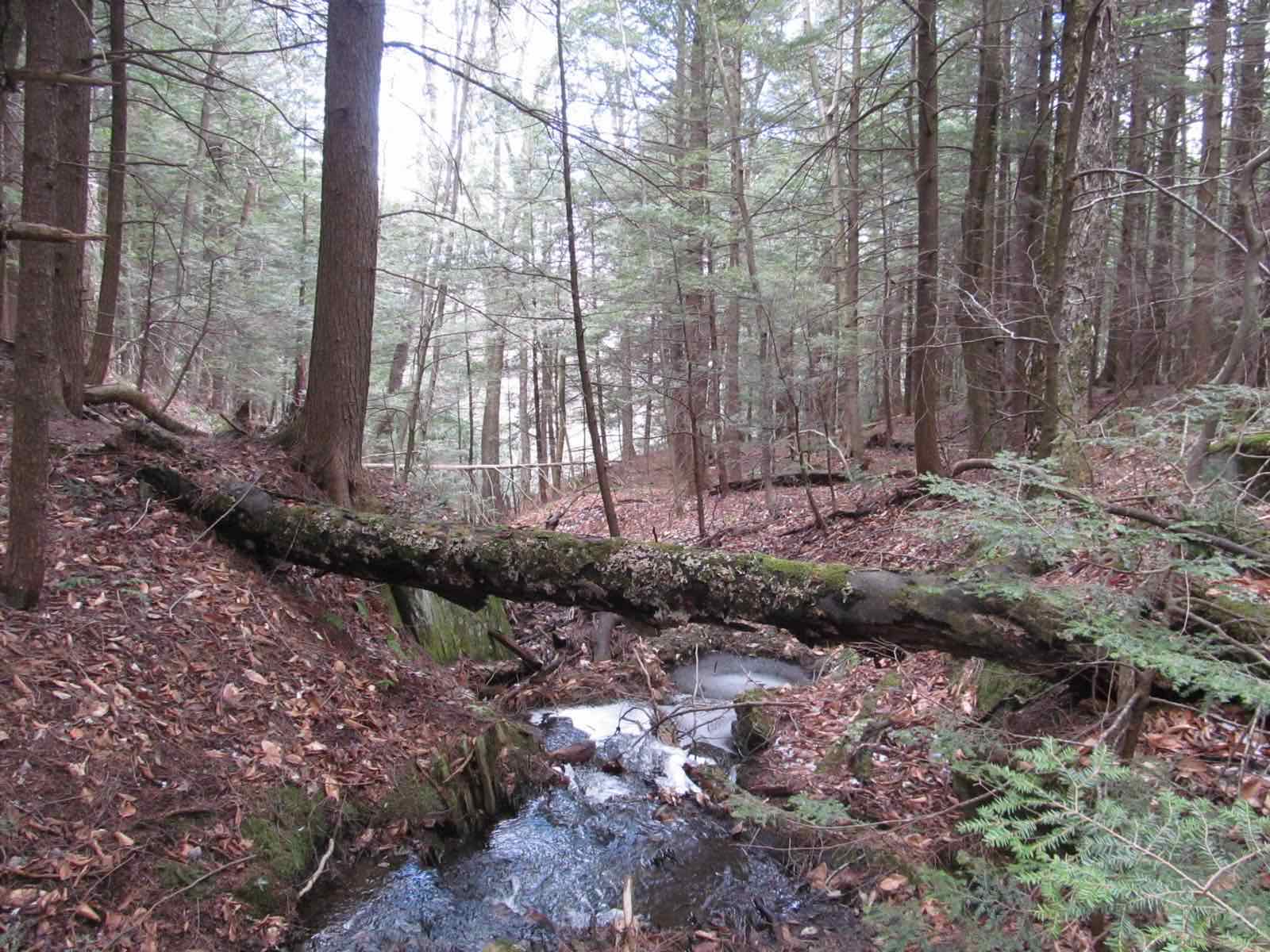 A stream crossing a hiking trail in Savoy Mountain State Forest, Savoy, Massachusetts.